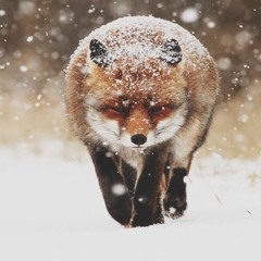 She.foxx