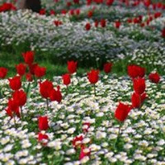 Carolina Dias de Freitas