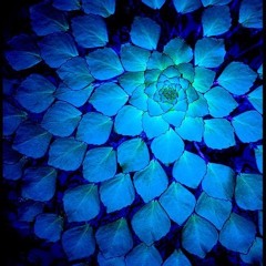 1beat1flava1blackbee