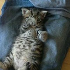 Sander Lindbæk Simonsen