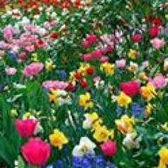 Hannan Al Kaleed Hapin