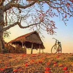လာဇယု