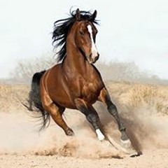 magicmedo