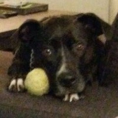 Steven van den Engel