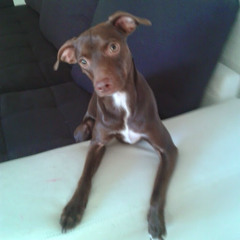 Alexis Roldan Tituaña