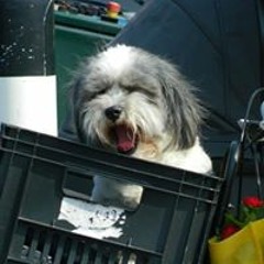 Ugne Ambrazevičiūtė