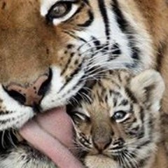 Sydney Saccone-Maraldo