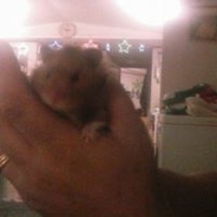 Daisy Pearl Chestnut