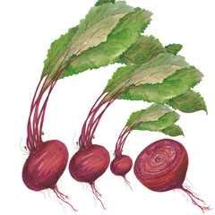 Beet-Roots