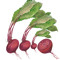 Beet-Roots