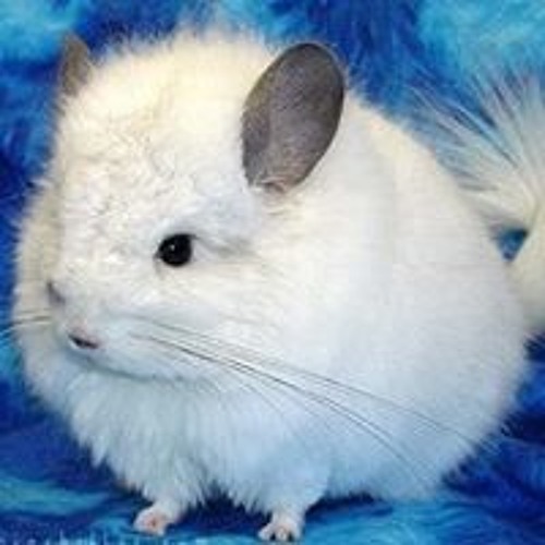 Как выглядят белые шиншиллы Stream Chinchilla Roo music Listen to songs, albums, playlists for free on Sound