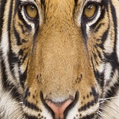 Sherwyn Adjei-Acheampong