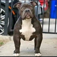 Julian Pachangaslife