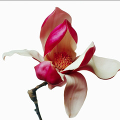 Chantel Sobless Shaw