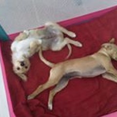 Gill Richards-Burgess