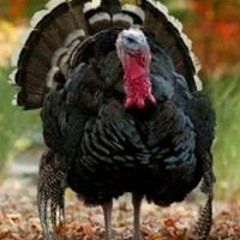 Crystal Gibbs Thomas