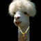 BAY LLAMA