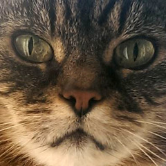 Fluffy Disco Slippers