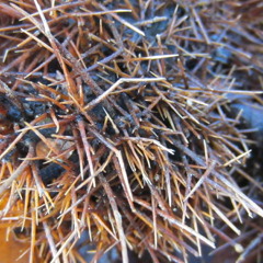 Rapunzel Hostel Istanbul