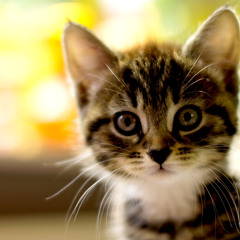 FluffyKittyMusic