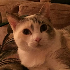 squipchunk