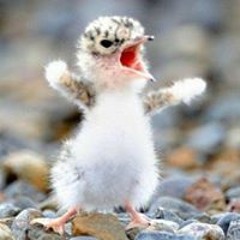 Sophia Akinyode Osawe