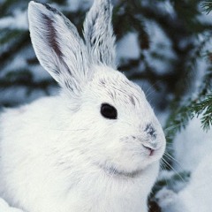 white rabbit