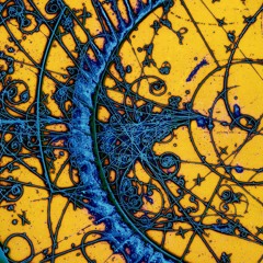 Crumbs of the Divine