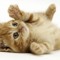 Cute . kitty