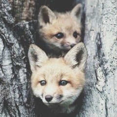 Lovely_Fox