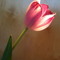 amanyalghamdi