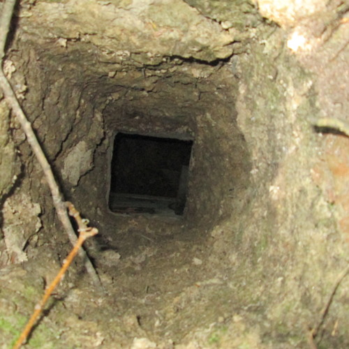 kalma