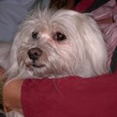 Harrie Annie Walstock