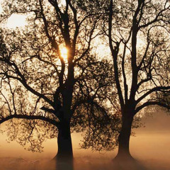 carlos fraterno morais