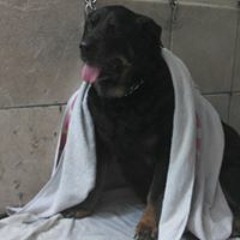 Nicolas ElTano Petrella