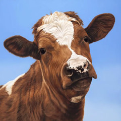 brown cow