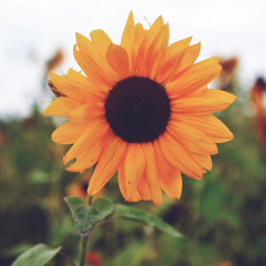 Giant Woman - Steven Universe Cover