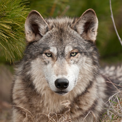 HowlingWolf