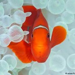 Darlene Miller Thompson