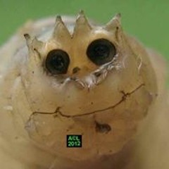 Seb Jeune Criquet Sacré