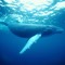 Whaless