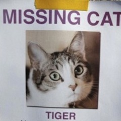 dj lost cat