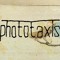 Phototaxis