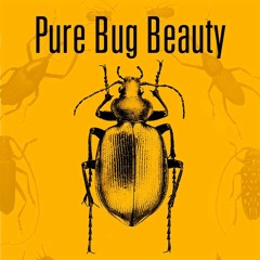 Pure Bug Beauty