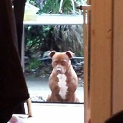 Jay Sharpshooter Campbell