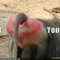 baboon botha