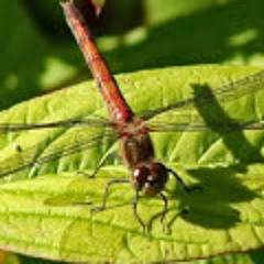 closedragonfly