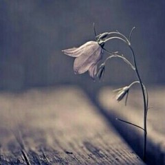 صوتيات