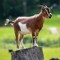 Dancing Goat