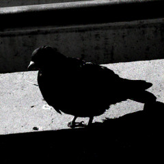 Perfect Love (Residents Cover)